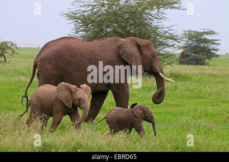 Elefante africano (Loxodonta africana), mucca elefante con due vitelli , Tanzania Serengeti National Park Foto Stock