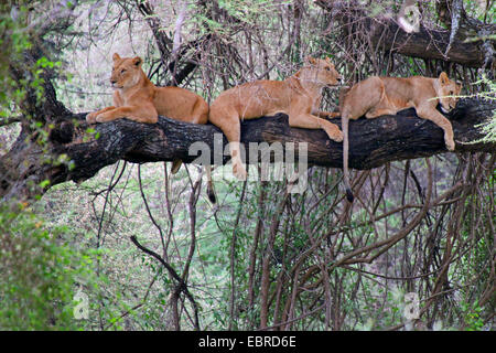 Lion (Panthera leo), tre leoni giacente insieme su un albero, Tanzania Lake Manyara National Park Foto Stock