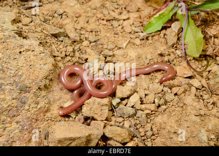 European blind snake, greco serpente cieco, worm snake (Typhlops vermicularis), sul terreno pietroso, Turchia, Lycia, Dalyan, Mugla Foto Stock