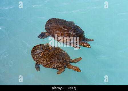 African softshell tartaruga, Nilo softshell turtle (Trionyx triunguis), softshell tartarughe nuotare nelle acque blu della laguna di Dalaman, Turchia, Lycia, Dalaman , Mugla Foto Stock