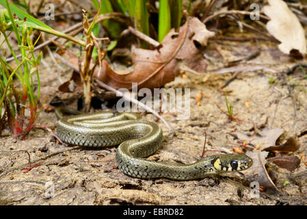 Balkan biscia dal collare (Natrix natrix persa), giovani biscia presso la riva, Turchia, Lycia, Dalyan, Mugla Foto Stock