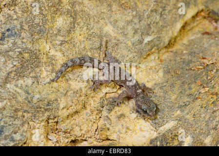 Foglia europeo-toed gecko (Phyllodactylus europaeus), in corrispondenza di una parete, Francia, Corsica Foto Stock