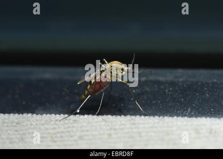 Zanzare e moscerini (Culicidae), mosquito aspirato con sangue, Bulgaria Foto Stock