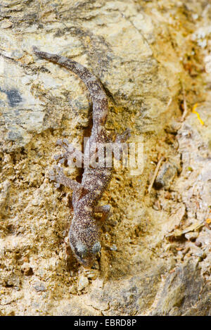 Foglia europeo-toed gecko (Phyllodactylus europaeus), capovolto in corrispondenza di una parete, Francia, Corsica Foto Stock