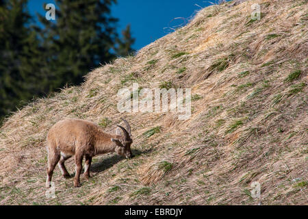 Stambecco delle Alpi (Capra ibex, Capra ibex ibex), giovani ibex lambisce in un ripido prato alpino, Svizzera, Toggenburgo, Chaeserrugg Foto Stock