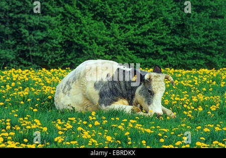 Gli animali domestici della specie bovina (Bos primigenius f. taurus), mucca in appoggio in una fioritura di tarassaco prato, in Germania, in Renania settentrionale-Vestfalia, Hochsauerland Foto Stock
