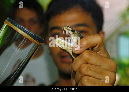 Cobras (Naja spec.), raccolta di veleno di serpente, Indonesia Bali Foto Stock