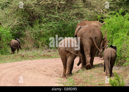 Elefante africano (Loxodonta africana), gruppo da dietro su un percorso, elefante con il novellame, Tanzania Serengeti National Park Foto Stock