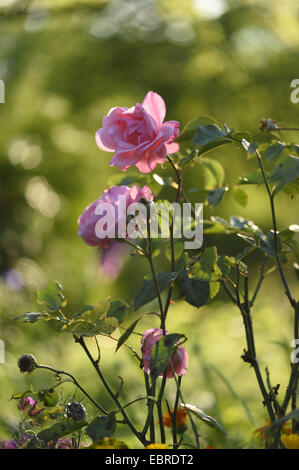Rosa (Rosa spec.), le rose rosa in controluce Foto Stock