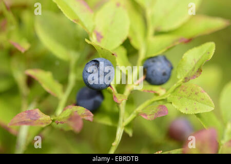 Il mirtillo nana, mirtillo, huckleberry, bassa billberry (Vaccinium myrtillus) Mirtilli maturi, in Germania, in Baviera Foto Stock