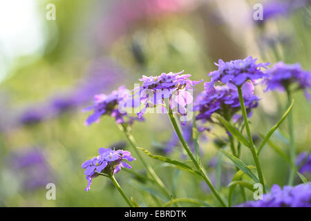 Globo candytuft, umbellate candytuft, comune candy-ciuffo (Iberis umbellata), fioritura Foto Stock