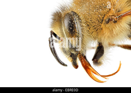 Il miele delle api, hive bee (Apis mellifera mellifera), macro colpo di testa, vista laterale Foto Stock