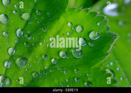 Lady's-mantello (Alchemilla spec.), gocce d'acqua su una foglia, Svizzera Foto Stock