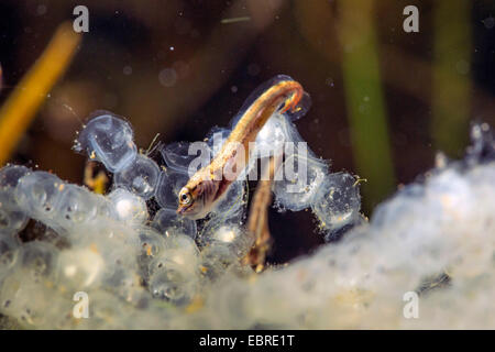 Pike, northern luccio (Esox lucius), nuoto larva depredavano la schiusa delle larve di pesce persico, Germania Foto Stock