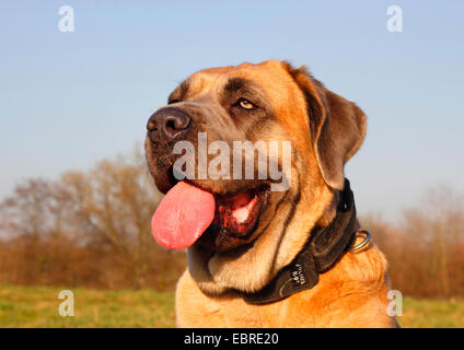 Cane Corso Italiano (Canis lupus f. familiaris), due anni di femmina, ritratto, Germania Foto Stock