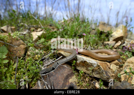 Collare corridore nana, rosso frusta Snake (Platyceps collaris, Coluber rubriceps ), avvolgimento su pietre, Bulgaria, Biosphaerenreservat Ropotamo Foto Stock