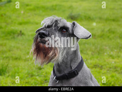 Miniatura Schnauzer (Canis lupus f. familiaris), sei anni di femmina in un prato, ritratto, Germania Foto Stock
