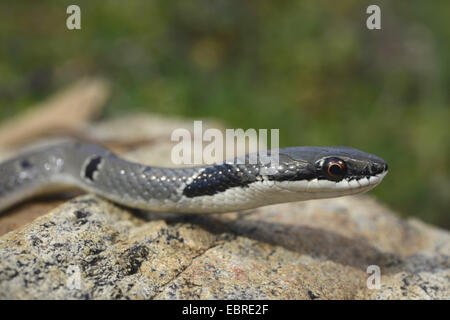 Collare corridore nana, rosso frusta Snake (Platyceps collaris, Coluber rubriceps ), avvolgimento su pietre, Bulgaria, Biosphaerenreservat Ropotamo Foto Stock