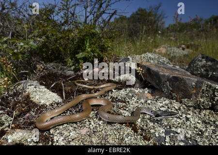 Collare corridore nana, rosso frusta Snake (Platyceps collaris, Coluber rubriceps ), avvolgimento su pietre lichened, Bulgaria, Biosphaerenreservat Ropotamo Foto Stock