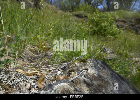 Collare corridore nana, rosso frusta Snake (Platyceps collaris, Coluber rubriceps ), avvolgimento su pietre, Bulgaria, Biosphaerenreservat Ropotamo Foto Stock