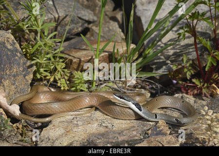 Collare corridore nana, rosso frusta Snake (Platyceps collaris, Coluber rubriceps ), avvolgimento su pietre, Bulgaria, Biosphaerenreservat Ropotamo Foto Stock