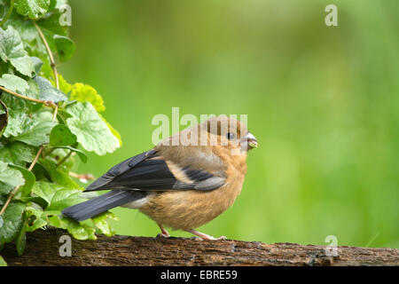, Bullfinch ciuffolotto, bullfinch settentrionale (Pyrrhula pyrrhula), giovani donne con la preda nel becco, in Germania, in Renania settentrionale-Vestfalia Foto Stock