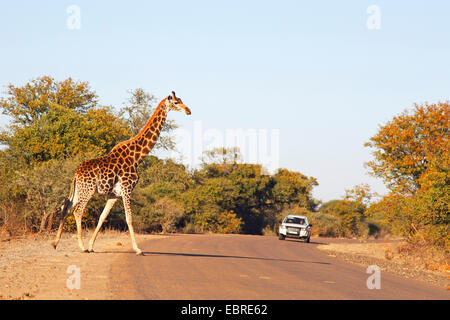 Giraffe (Giraffa camelopardalis), attraversando un usato street, Sud Africa, nord ovest della provincia, il Parco Nazionale di Pilanesberg Foto Stock