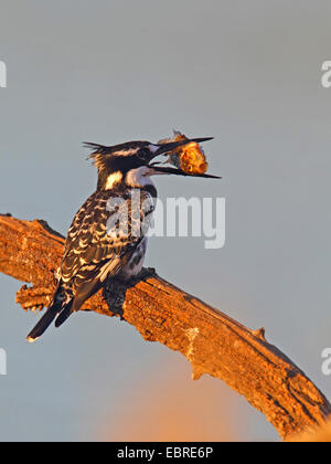 Minor pied kingfisher (Ceryle rudis), seduto su un ramo con un pesce nel becco, Sud Africa, nord ovest della provincia, il Parco Nazionale di Pilanesberg Foto Stock