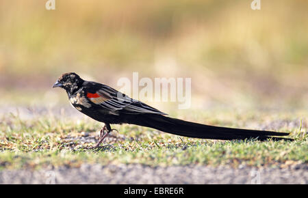 Long-tailed Vedova orientale del (Coliuspasser progne, Euplectes progne), maschio in cerca di cibo sul terreno, Sud Africa, nord ovest della provincia, Barberspan il santuario degli uccelli Foto Stock