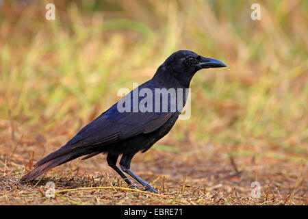 Pesci corvo (Corvus ossifragus), in piedi sul suolo, STATI UNITI D'AMERICA, Florida Everglades National Park Foto Stock