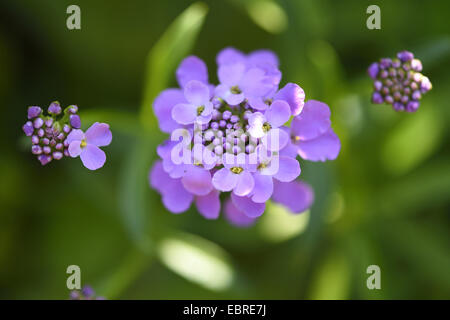 Globo candytuft, umbellate candytuft, comune candy-ciuffo (Iberis umbellata), fioritura Foto Stock