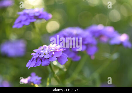 Globo candytuft, umbellate candytuft, comune candy-ciuffo (Iberis umbellata), fioritura Foto Stock