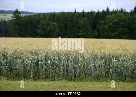 Coltivate segala (Secale cereale), campo di segale, in Germania, in Baviera, Oberpfalz Foto Stock