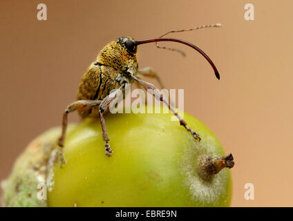 Acorn curculione (Curculio glandium, Curculio tesellatus, Balaninus glandium), su una ghianda, Europa Foto Stock