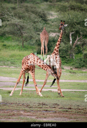 Masai giraffe (Giraffa camelopardalis tippelskirchi), la lotta contro le giraffe, Tanzania Serengeti National Park Foto Stock