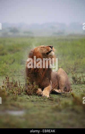 Lion (Panthera leo), maschio lion agitando l'acqua fuori dalla sua pioggia-testa bagnata, Tanzania Serengeti National Park Foto Stock