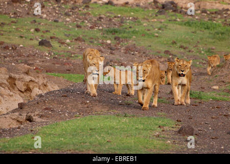 Lion (Panthera leo), lion family nel cratere di Ngorongoro, Tanzania Foto Stock