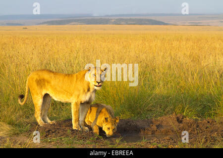Lion (Panthera leo), leonessa con cucciolo di bere una delle ultime pozzanghere, Kenia Masai Mara National Park Foto Stock