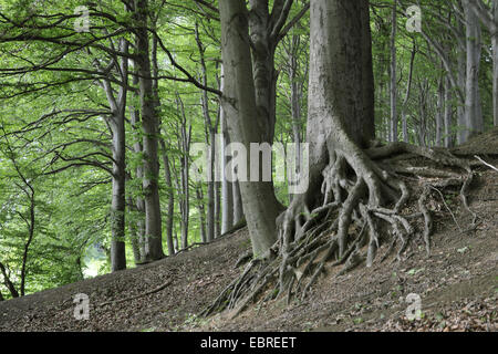 Comune di faggio (Fagus sylvatica), esposto nodose radici di un faggio, in Germania, in Renania settentrionale-Vestfalia, la zona della Ruhr, Castrop-Rauxel Foto Stock