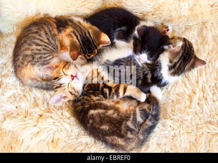 Il gatto domestico, il gatto di casa (Felis silvestris f. catus), quattro stanco gattini cuddling fino, Germania Foto Stock