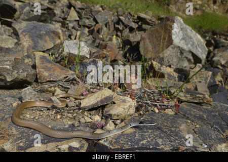 Collare corridore nana, rosso frusta Snake (Platyceps collaris, Coluber rubriceps ), avvolgimento su pietre, Bulgaria, Biosphaerenreservat Ropotamo Foto Stock