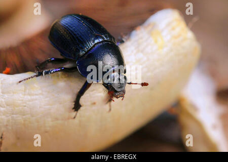 Comune di dor beetle (Anoplotrupes stercorosus, Geotrupes stercorosus), su un fungo, Germania Foto Stock