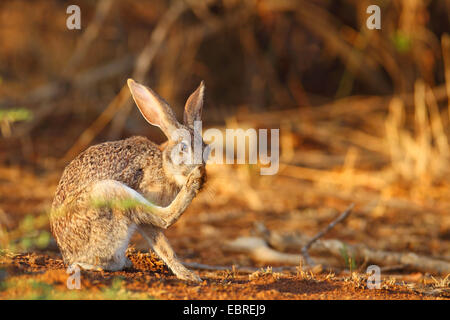 Scrub lepre (Lepus saxatilis), a cura di pelliccia, Sud Africa, nord ovest della provincia, il Parco Nazionale di Pilanesberg Foto Stock