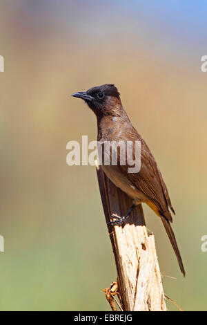 Giardino di bulbul, bulbul comune (Pycnonotus barbatus), seduto su un palo, Sud Africa, nord ovest della provincia, il Parco Nazionale di Pilanesberg Foto Stock