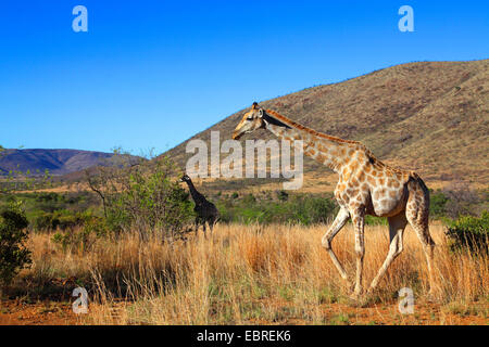 Giraffe (Giraffa camelopardalis), passeggiate in prati, Sud Africa, nord ovest della provincia, il Parco Nazionale di Pilanesberg Foto Stock