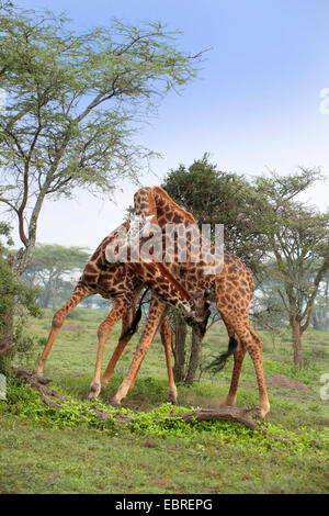 Masai giraffe (Giraffa camelopardalis tippelskirchi), la lotta contro le giraffe, Tanzania Serengeti National Park Foto Stock