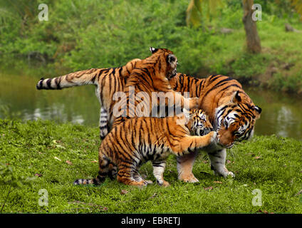 Tiger (Panthera tigris), madre gioca con gli animali più giovani Foto Stock