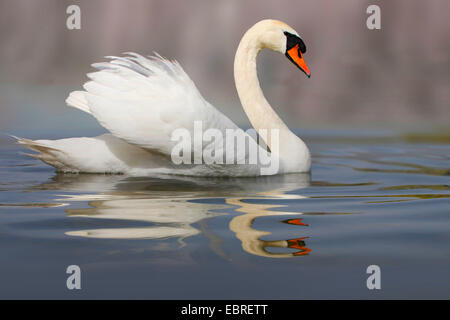 Cigno (Cygnus olor), nuoto, Germania Foto Stock