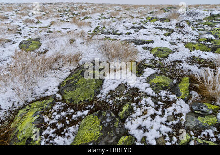 Paesaggi innevati di Alvdal Vestfjell, Norvegia, Hedmark Fylke Foto Stock