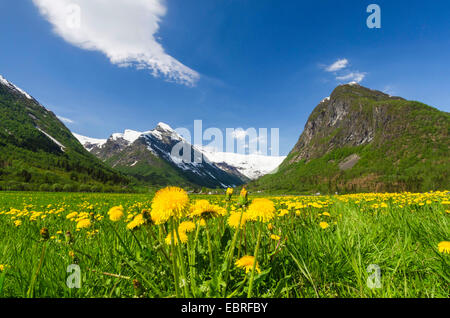 Comune di tarassaco (Taraxacum officinale), il paesaggio a Boeyadalen, Norvegia, Lapponia, Sogn og Fjordane Fylke, Sogndal Foto Stock